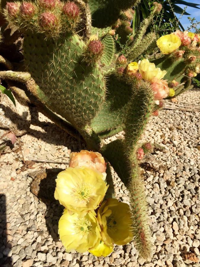 סנטני Finca Casa Mas מראה חיצוני תמונה